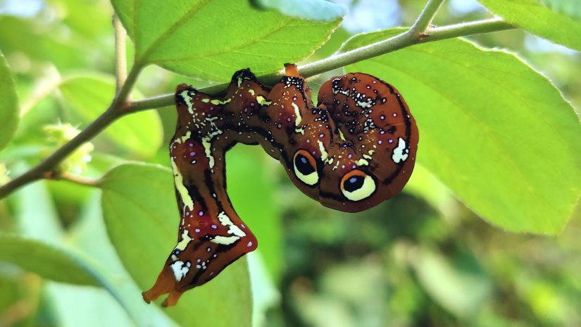 Aramness - A fruit piercing moth caterpillar on a stem during daytime