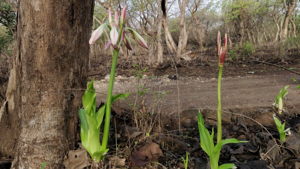 Two Milk Wine Lily besides a tree trunk