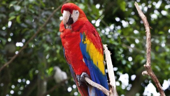 SCARLET MACAW