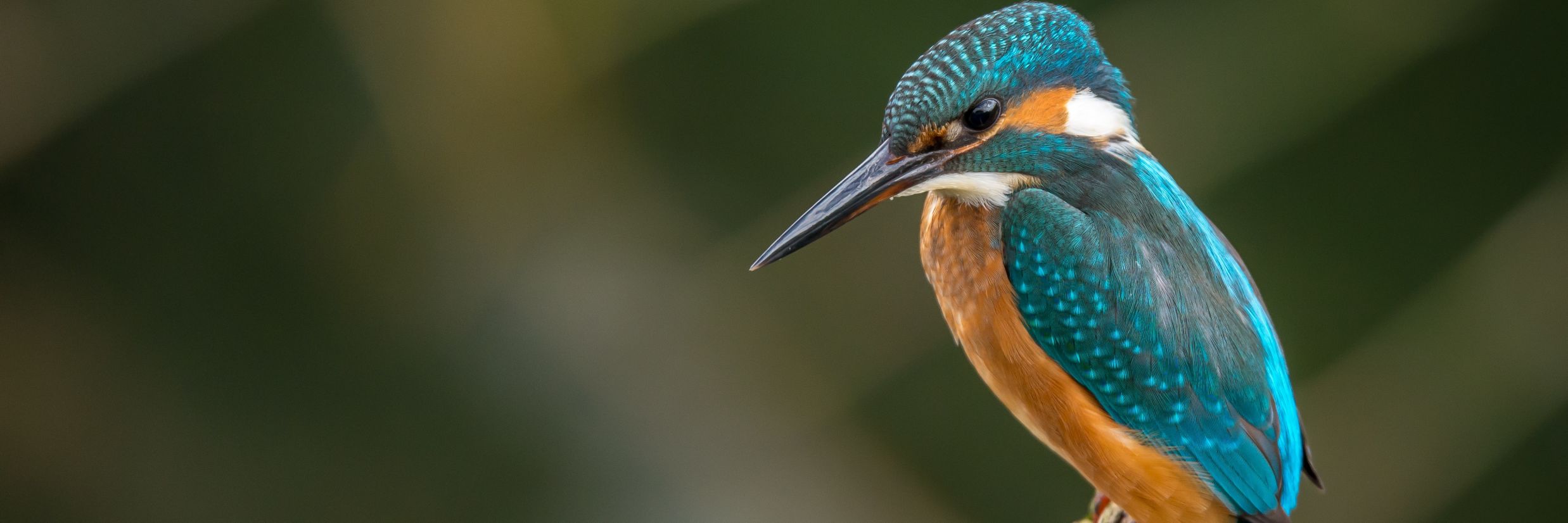 Blue and yellow bird with long beak @ Lamrin Ucassaim Hotel, Goa