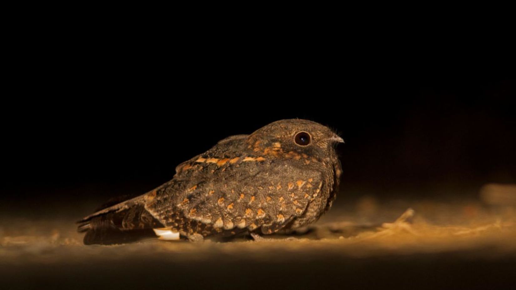 Savanah Nightjar-