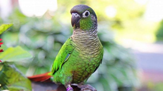 green-cheek-conure-for-sale