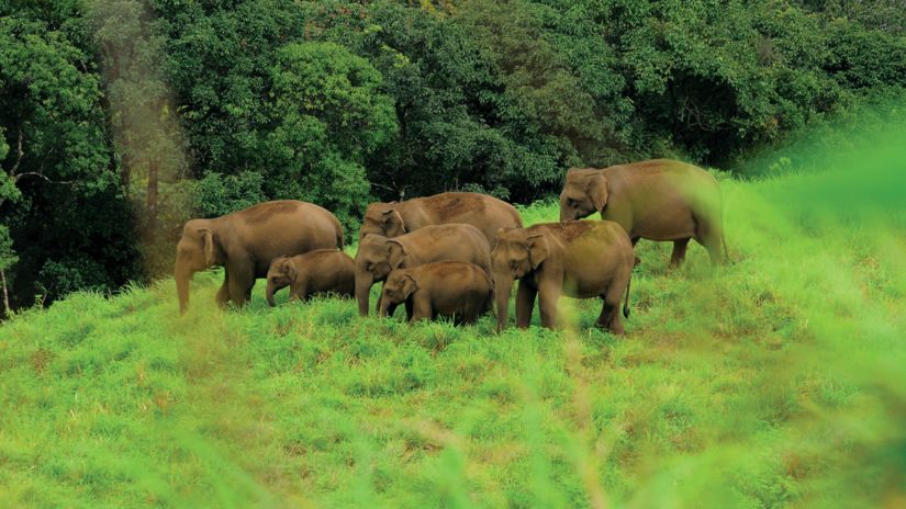 A herd of elephants wandering in the woods