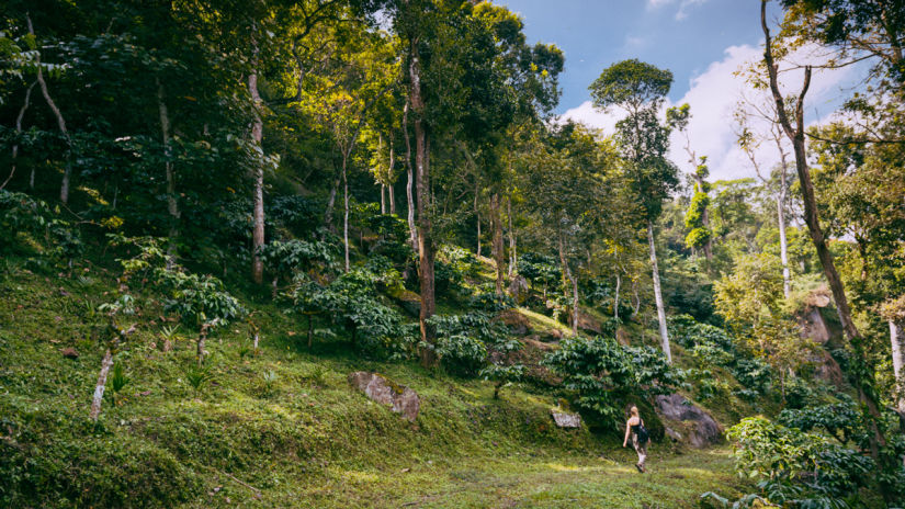 Tranquil Resort, Wayanad Wayanad tranquil resort wayanad walks trek