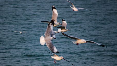 Seagulls flying over Chilika Lake - Puri to Konark Road Trip