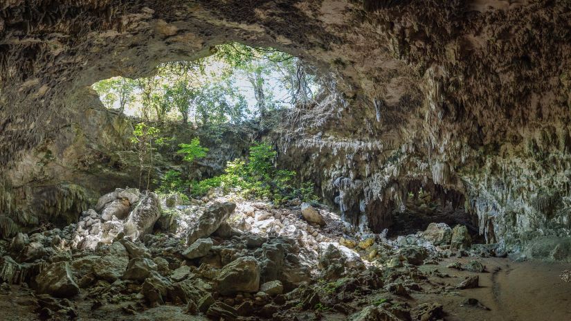 vegetation growing in a cave