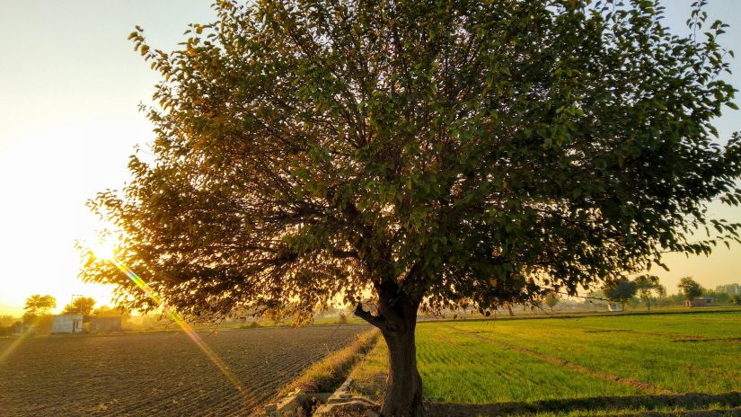 Rising sun rays striking through foliage of a lush tree