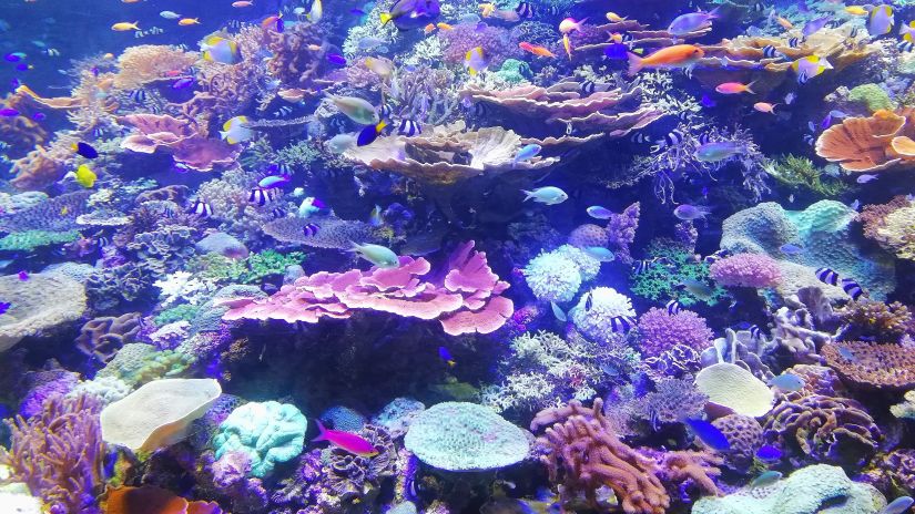 dazzling range of marine life near a coral