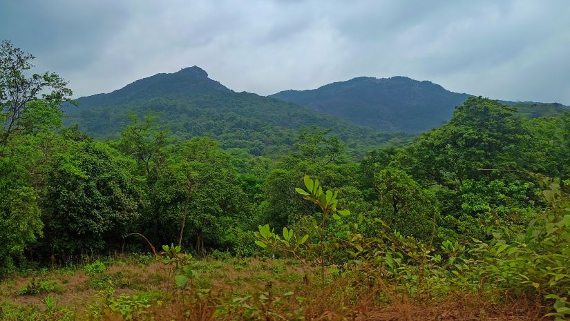 lush greenery surrounding Cotigao Wildlife Sanctuary