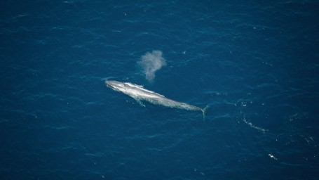 aerial whale watching 02 3