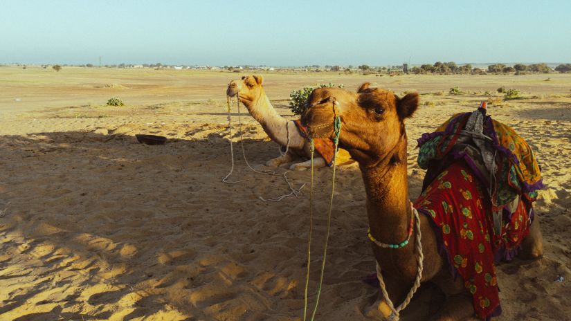 camel safari in udaipur