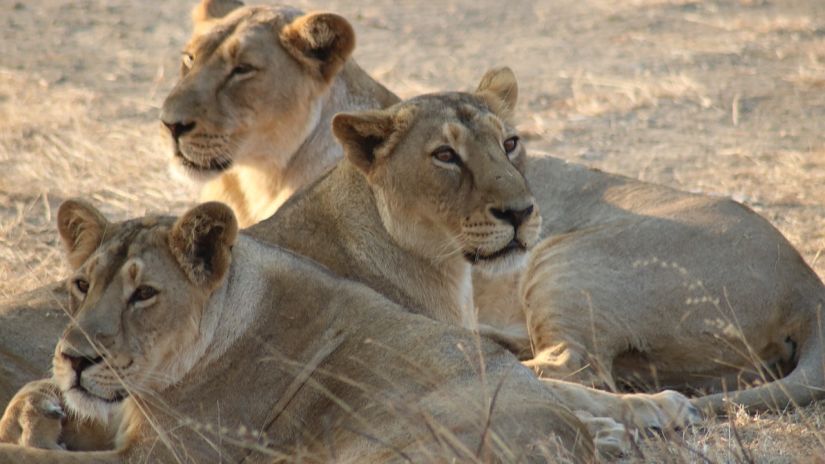 Three lions lounging on the ground - Jagira Ananta Elite Gir