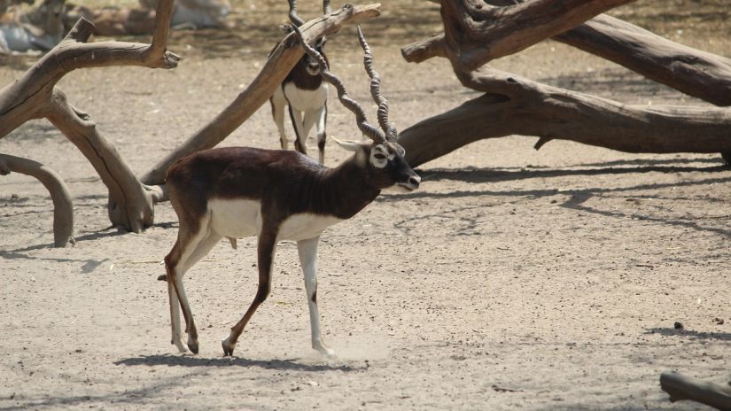 Bir Moti Bhag Wild Life Sanctuary Animal