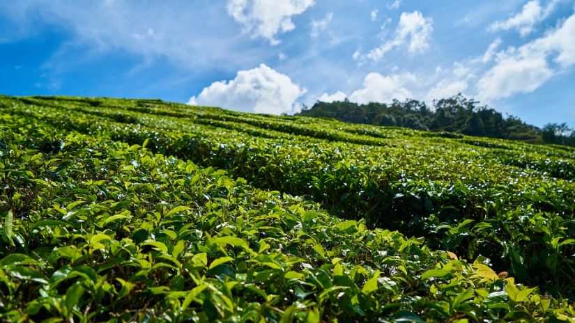  A hilltop tea garden