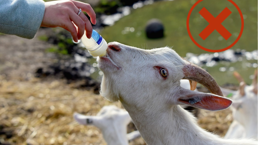 Feeding a goat