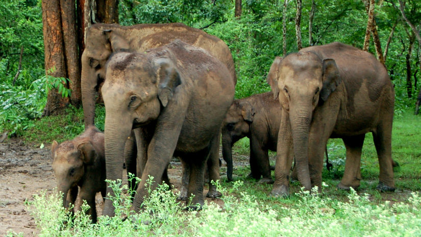 Elephants at Dooars - Waxpol Hotels and Resorts