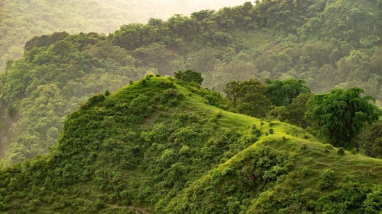 hills covered with greenery