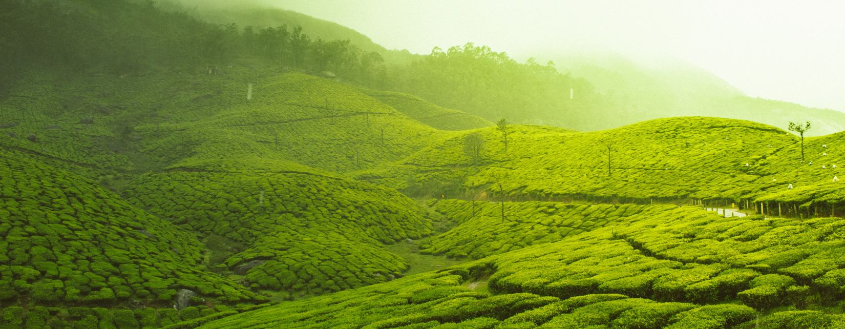 Green grassy fields  @ Lamrin Norwood Green, Palampur