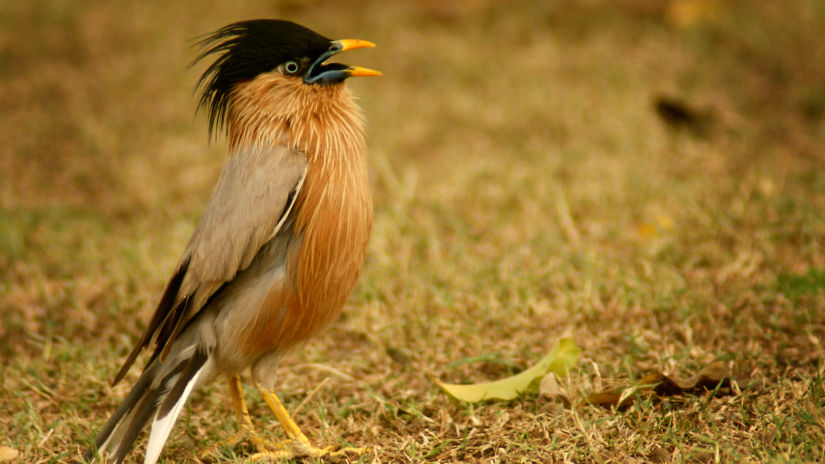 A brahmini starling bird standing on the ground and looking into the distance - Chunda Shikar Oudi, Udaipur