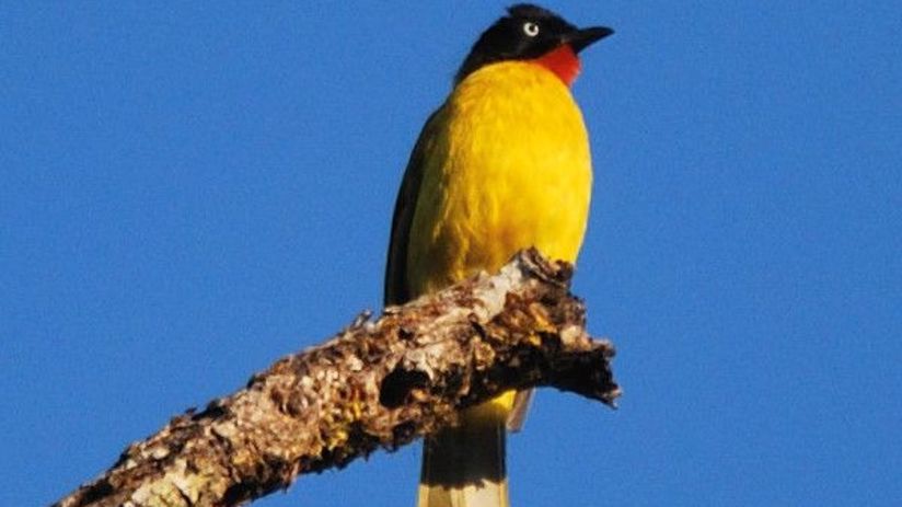 little yellow bird sitting on tree branch