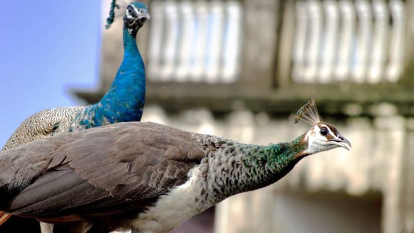 peafowl