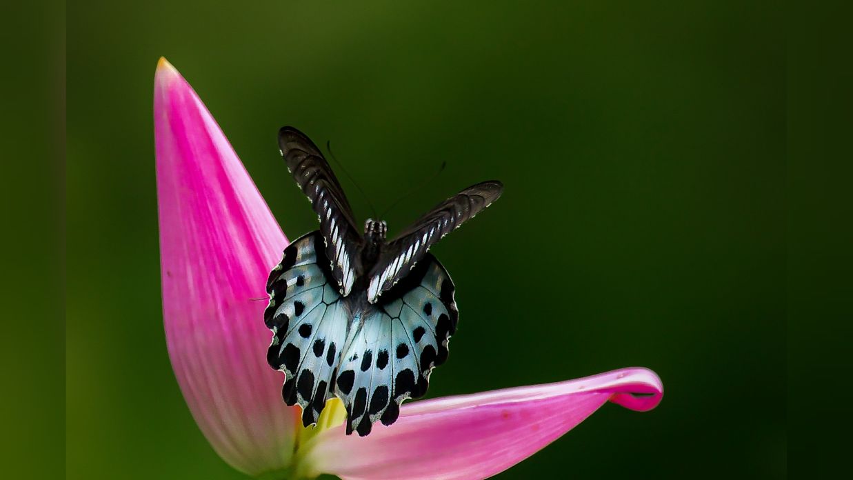 Blue Mormon