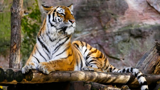 A tiger on top of a wooden structure