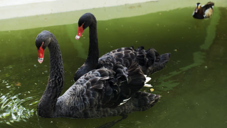 bird park esselworld,  a picture of black swans