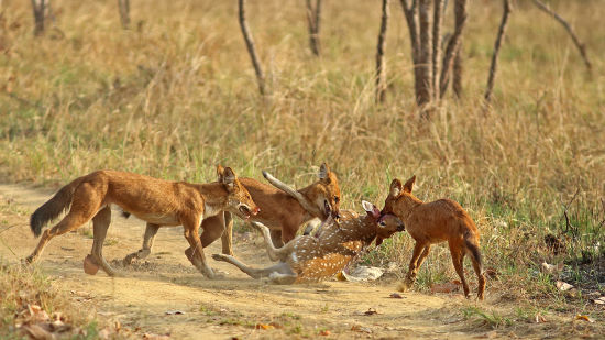 wild dogs at Madhya Pradesh Jungle Safari