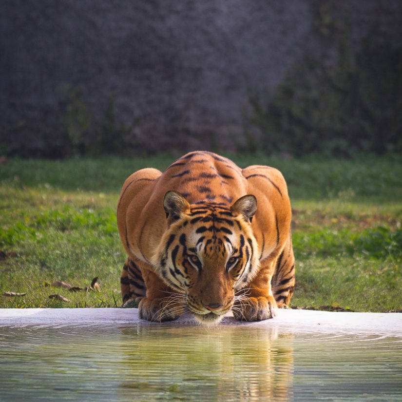 a tiger at a watering hole