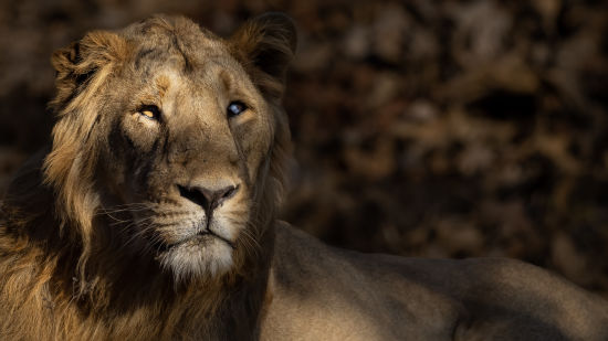 Sunlight on a Lion's Face