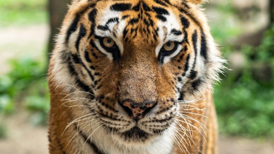 a tiger walking in a nature reserve