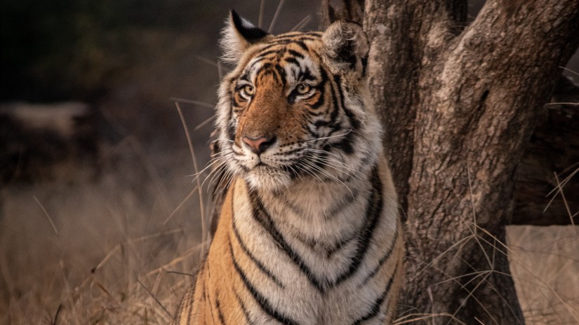 A tiger sitting near a tree looking into the distance