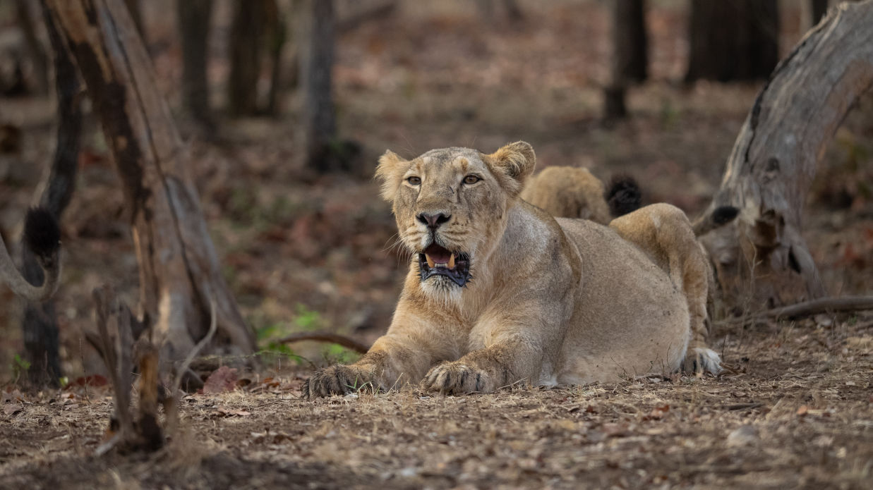 Thumbnail of a Lion