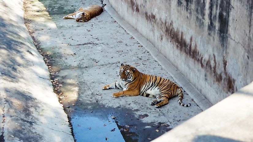 Chattbir Zoo Chandigarh