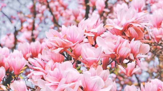 close-up of a cherry blossom tree