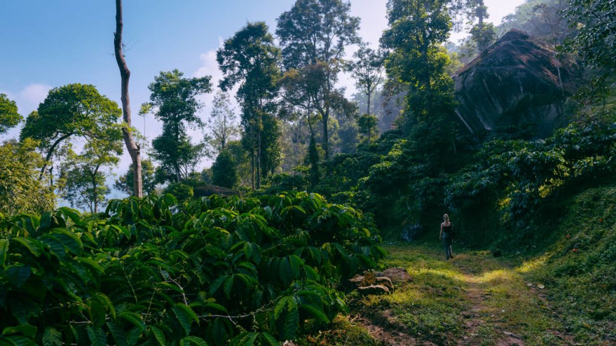 Trekking in Wayanad nhjs78