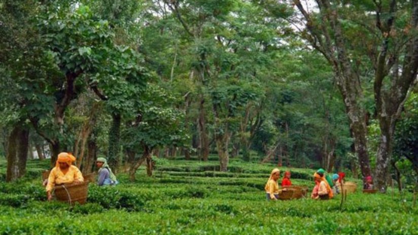 tea gardens RS Sarovar Portico Palampur