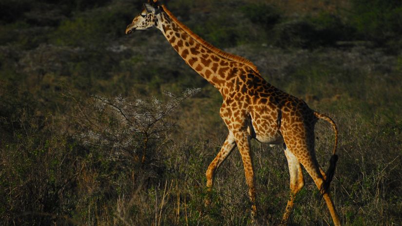 Giraffe Centre