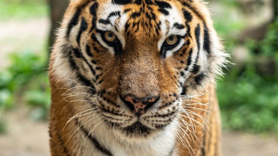 a tiger walking in a nature reserve