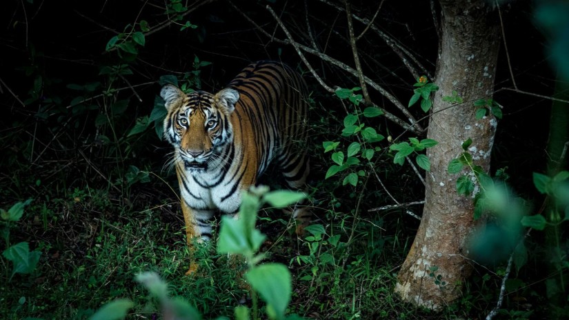 a tiger cub standing near a tree and looking 