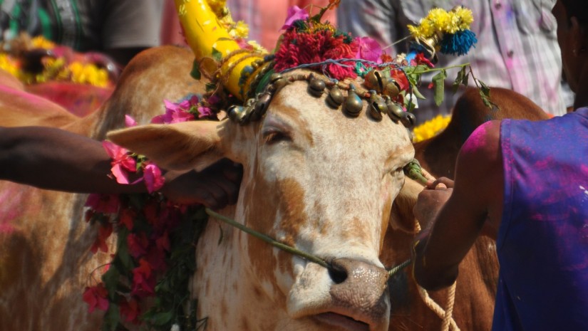 an image of a person pulling a cow during jallikattu