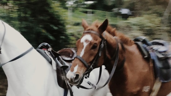 horses galloping on a publis road