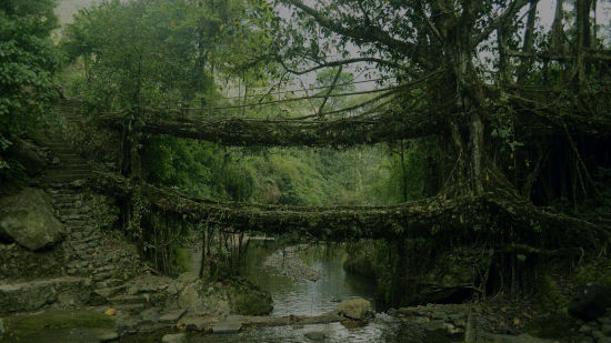 a root bridge with water running under it 