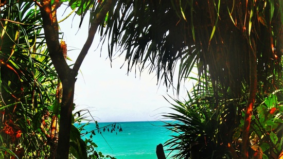 Silver Sand Hotels and Resorts - view of the sea with trees in the foreground