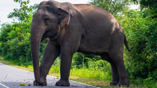 an elephant crossing a road