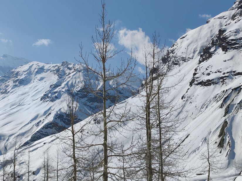 Trees without leaves amidst the snow capped mountains