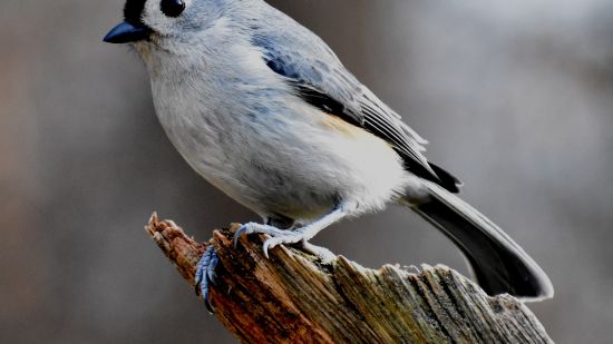 white-and-blue-bird