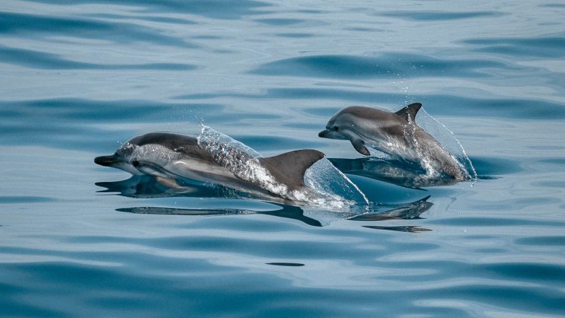 three dolphins swimming in the sea