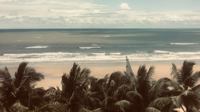 coconut trees dotting a sea coast